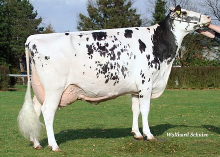 Derry Spottie EX93- wnuczka Prelude Spottie