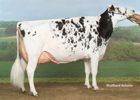 Shottle Spotlight EX95- niemiecka diwa wystawowa z rodziny buhaja Blacklist